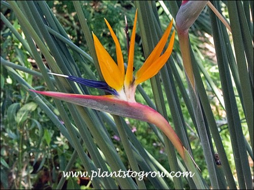 The canoe shaped base of the flower is made up of bracts.  The orange or yellow structures are florets and the front protruding blue is the female part of the flowers.